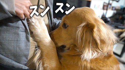 ゴールデンレトリバーの浮気チェック