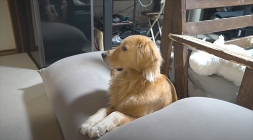 浮気チェックが厳しいワンちゃん