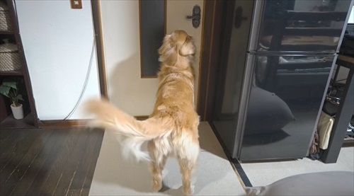 浮気チェックが厳しいワンちゃん