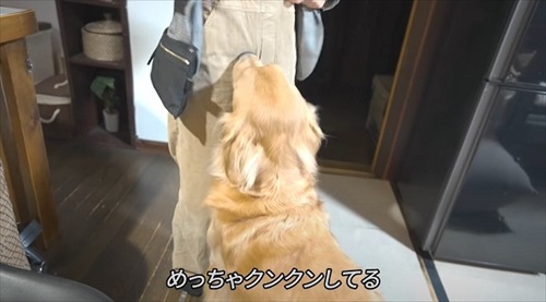 浮気チェックが厳しいワンちゃん