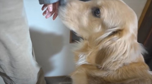 浮気チェックが厳しいワンちゃん