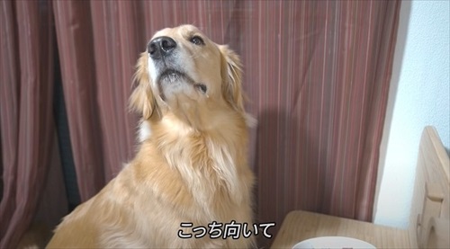 浮気チェックが厳しいワンちゃん