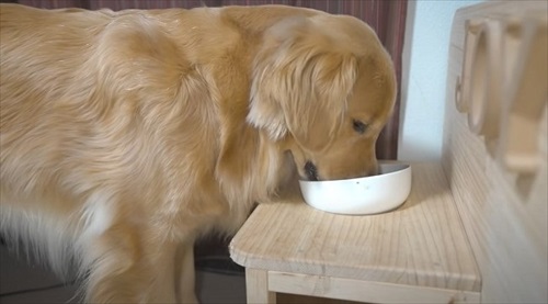 浮気チェックが厳しいワンちゃん