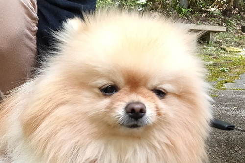 洗われているぽぽちゃんアップ