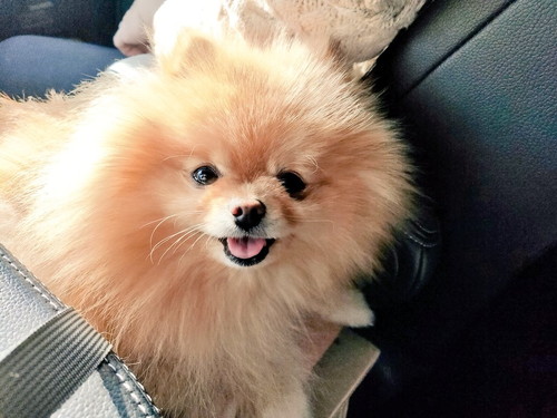 何も知らないぽぽちゃん