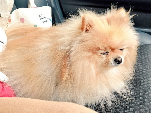 落ち込むぽぽちゃん