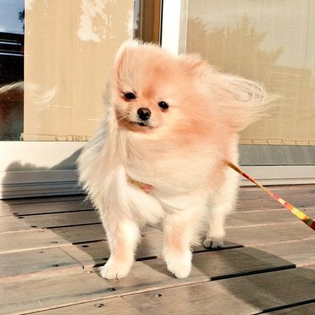 強風とぽぽちゃん