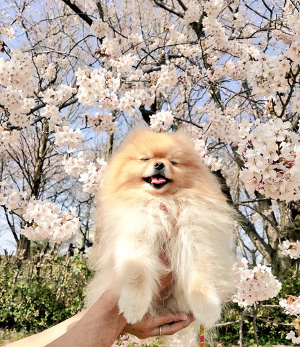 桜とぽぽちゃん