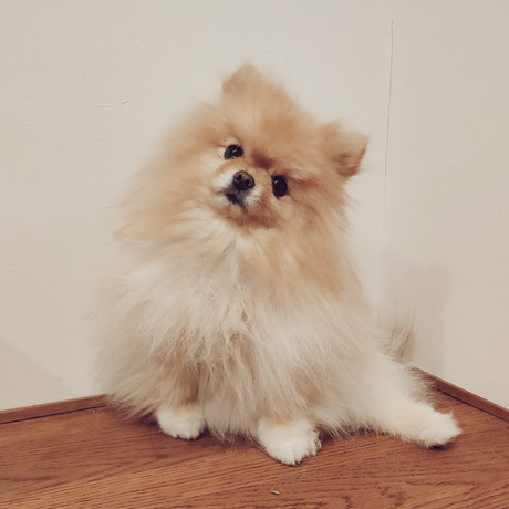 胸毛ちりちりぽぽちゃん