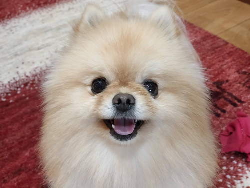 笑顔のぽぽちゃん