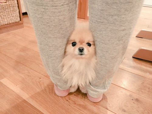 足に挟まるぽぽちゃん