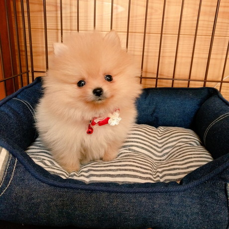 子犬時代のぽぽちゃん