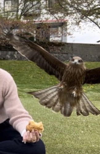 トンビとピクニック