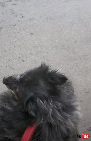 病院に向かうワンコ