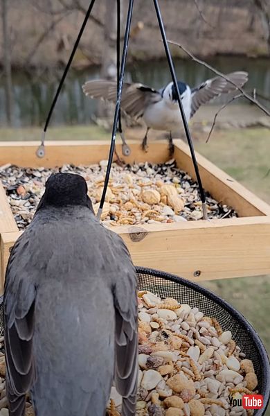 ムナジロゴジュウカラが羽を広げる