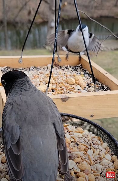 無視されるムナジロゴジュウカラ