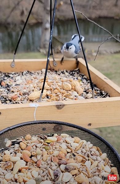 追い払えたムナジロゴジュウカラ