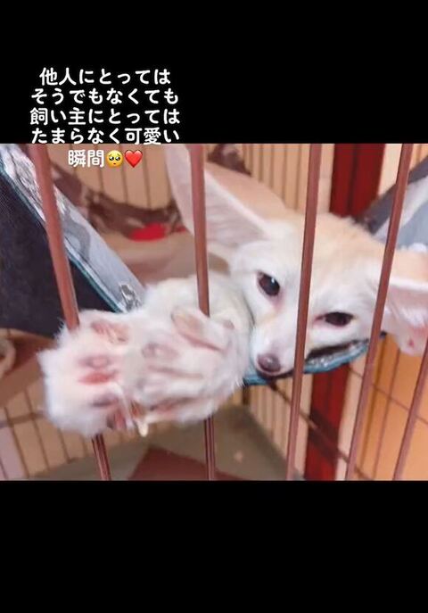 こっちを見るフェネック