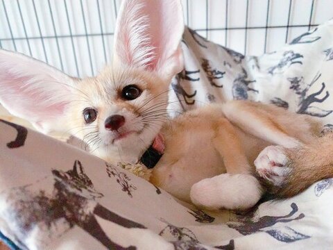 首輪つけたフェネック