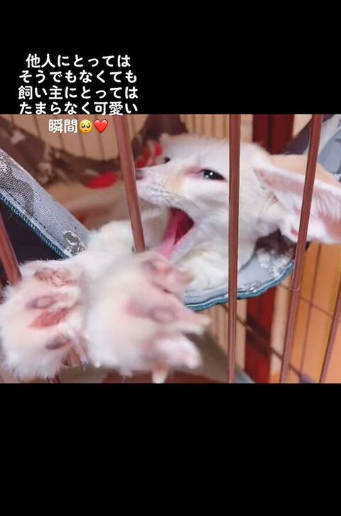 あくびするフェネック