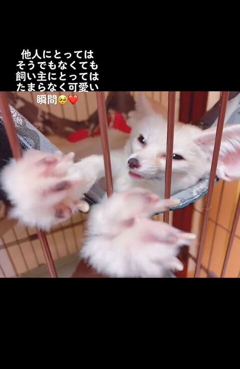 のびるフェネック