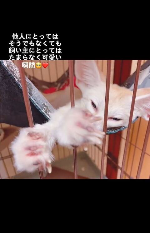 目を細めるフェネック