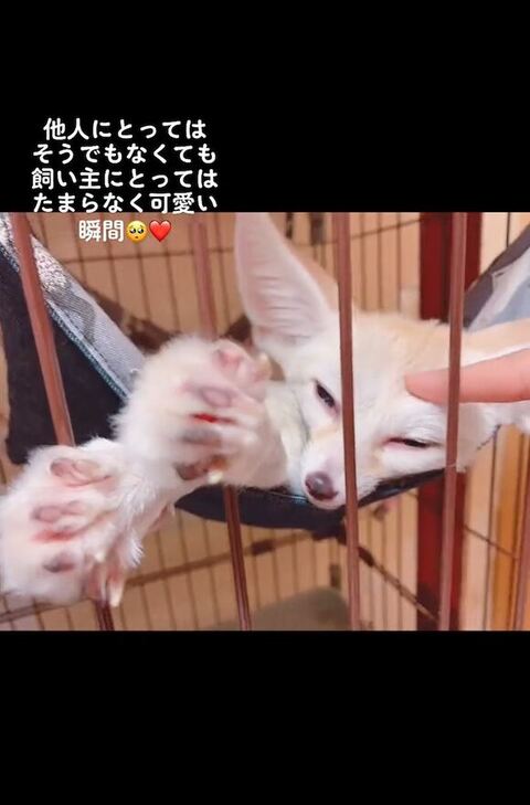 なでられるフェネック
