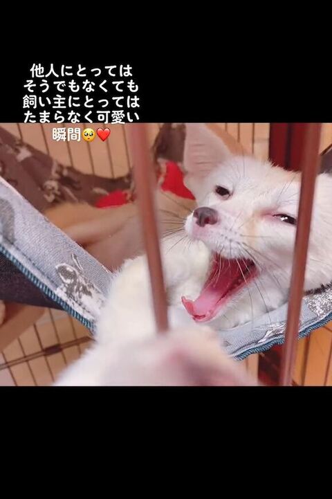 フェネックのかわいいあくび