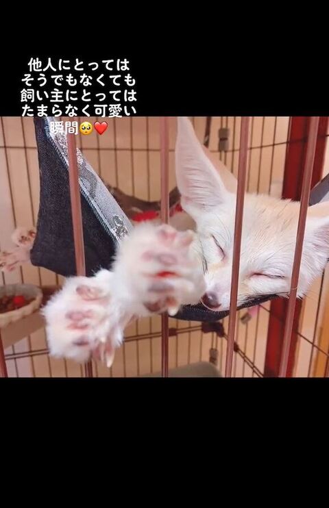 寝るフェネック