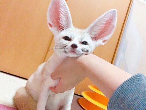 手にアゴ乗せフェネック