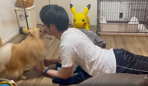 飼い主さんの顔をなめるポメ