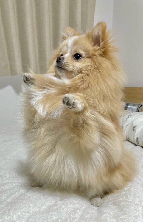 2足で立ってるポメ