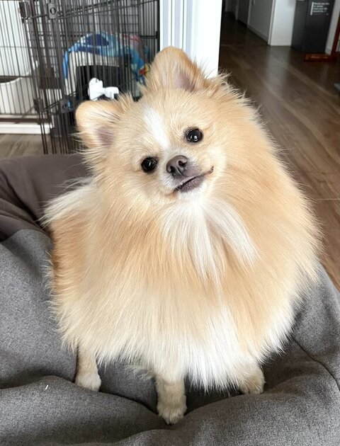 首をかたむけて見つめてくるポメ