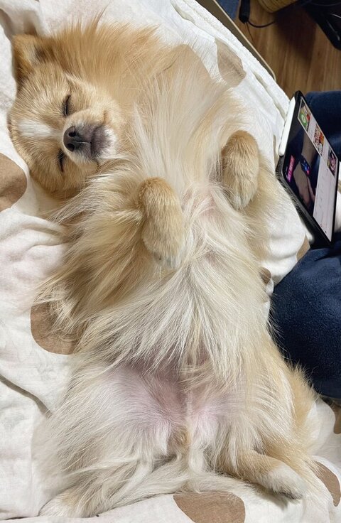 あおむけ寝