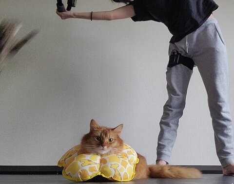 左にかすかに見える猫ちゃん