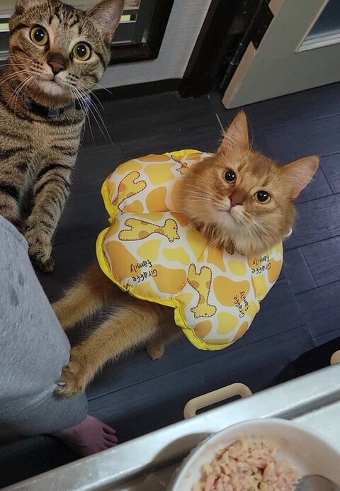 ごはんをねだる二匹