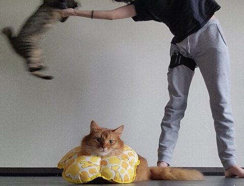 リングに入るおこめくん