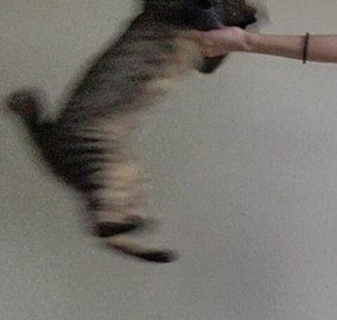 リングに入るおこめくんトリミング