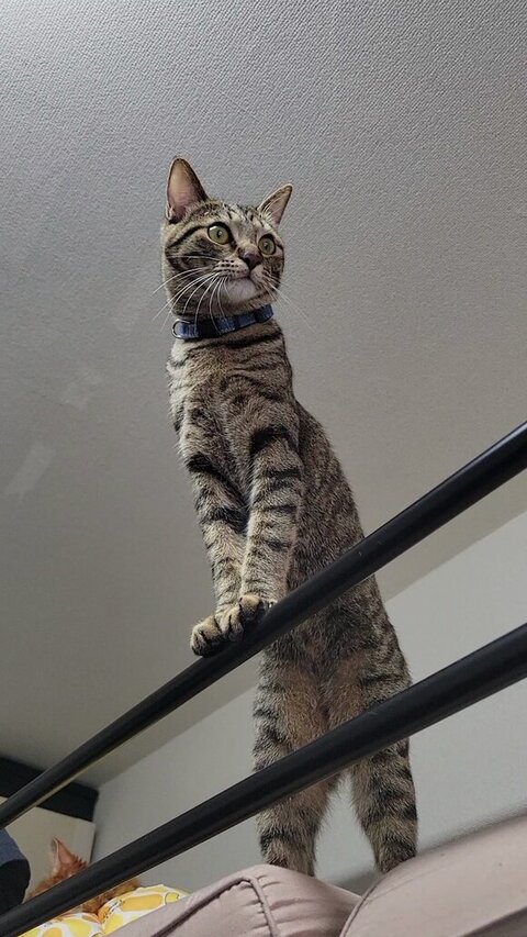 つかまり立ちしているおこめくん