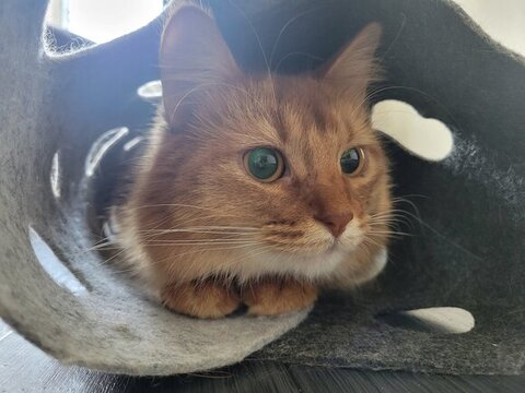 隠れてるしぴちゃん