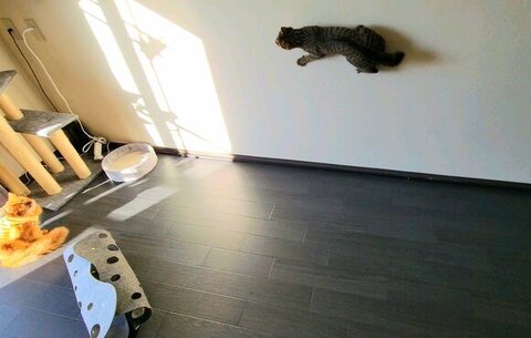 壁を走るおこめくん