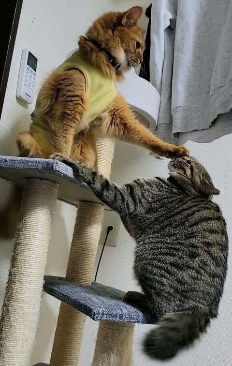 おこめくんをけん制するしぴちゃん