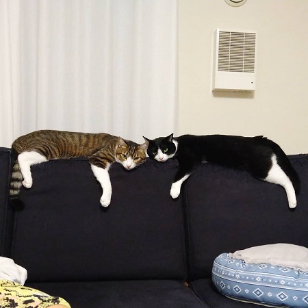 ソファーの背もたれでだら〜んとくつろぐ猫さんの画像