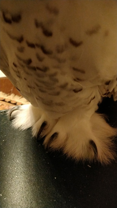 フクロウのあし