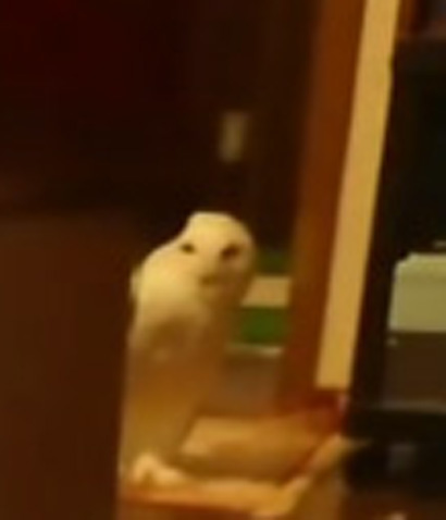 後ろにいるフクロウさん