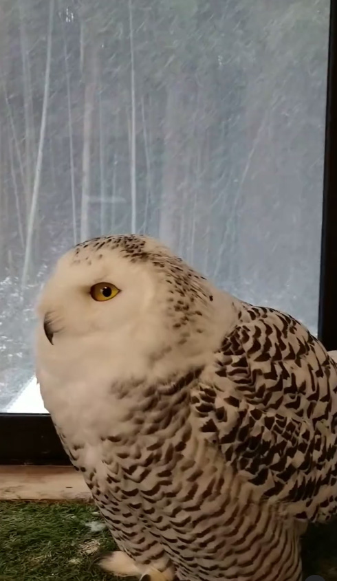 かわいいフクロウ