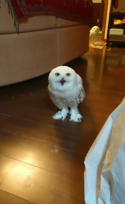 口を開けたフクロウ