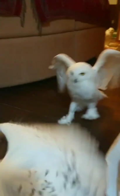 飛んできたラムくんと後ずさるはるくん