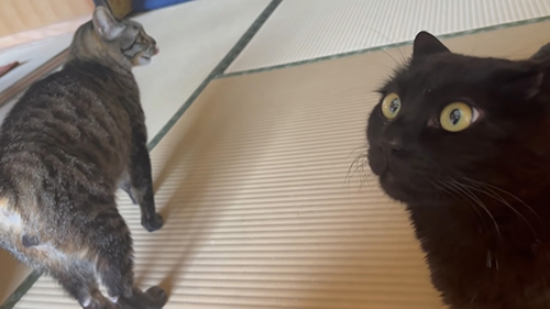 天くん顔アップ