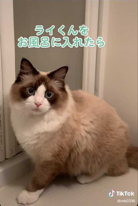 猫風呂